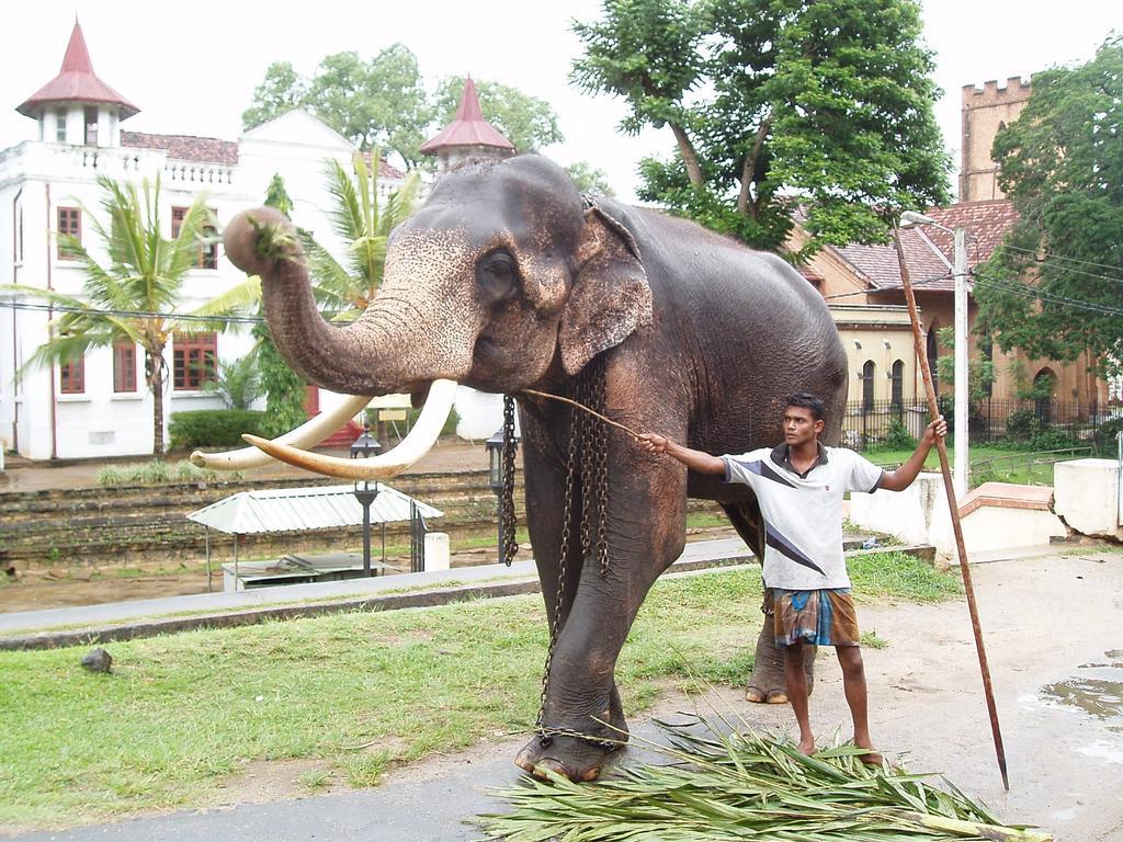 Strathisla Tea Estate Bungalow Matale Kültér fotó