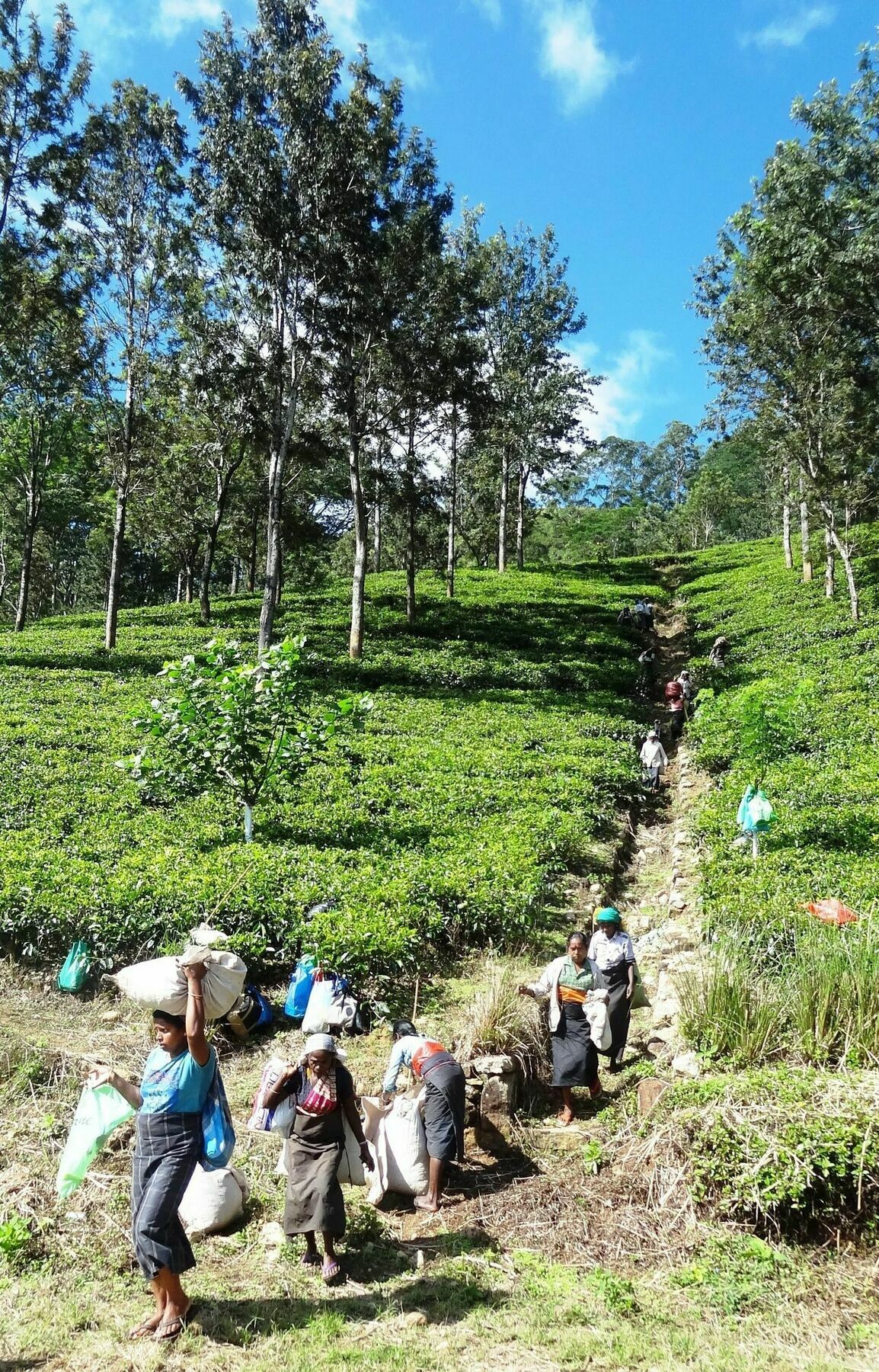 Strathisla Tea Estate Bungalow Matale Kültér fotó